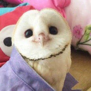 Meet your Posher, Sophie